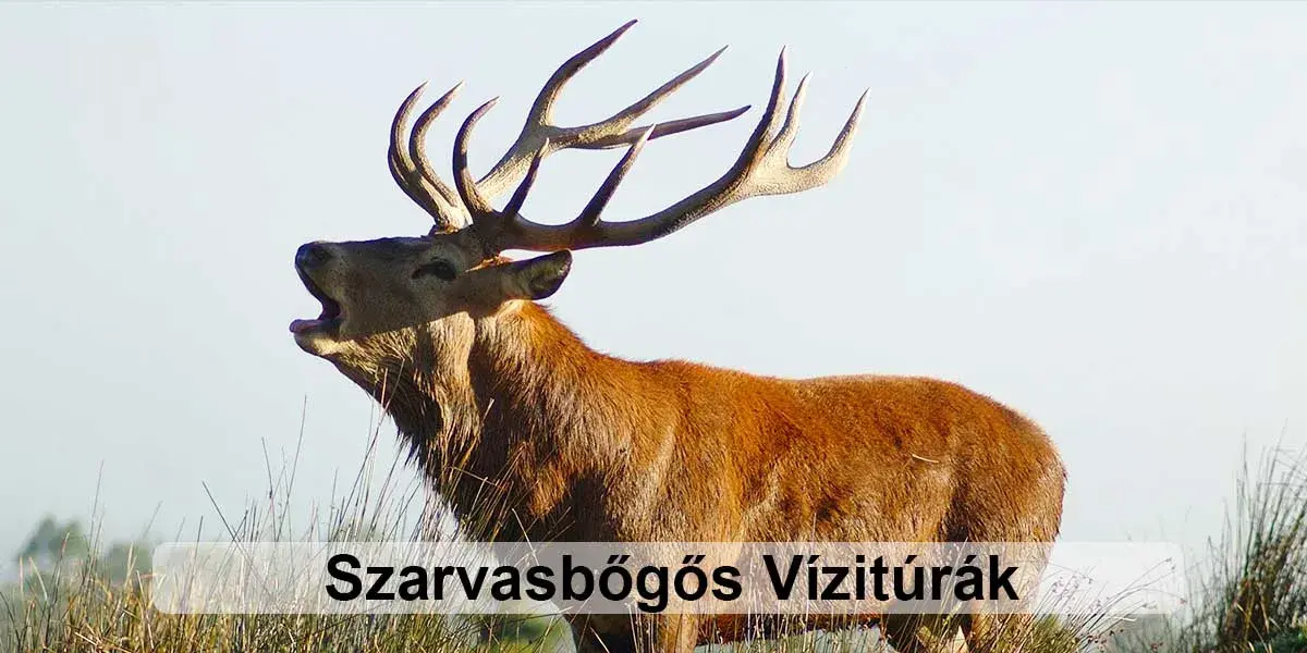 Szarvasbőgős vízitúra